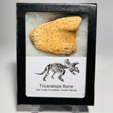 Triceratops Bone Fossil in Case